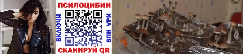 где купить наркоту  Теберда  Псилоцибиновые грибы мицелий 